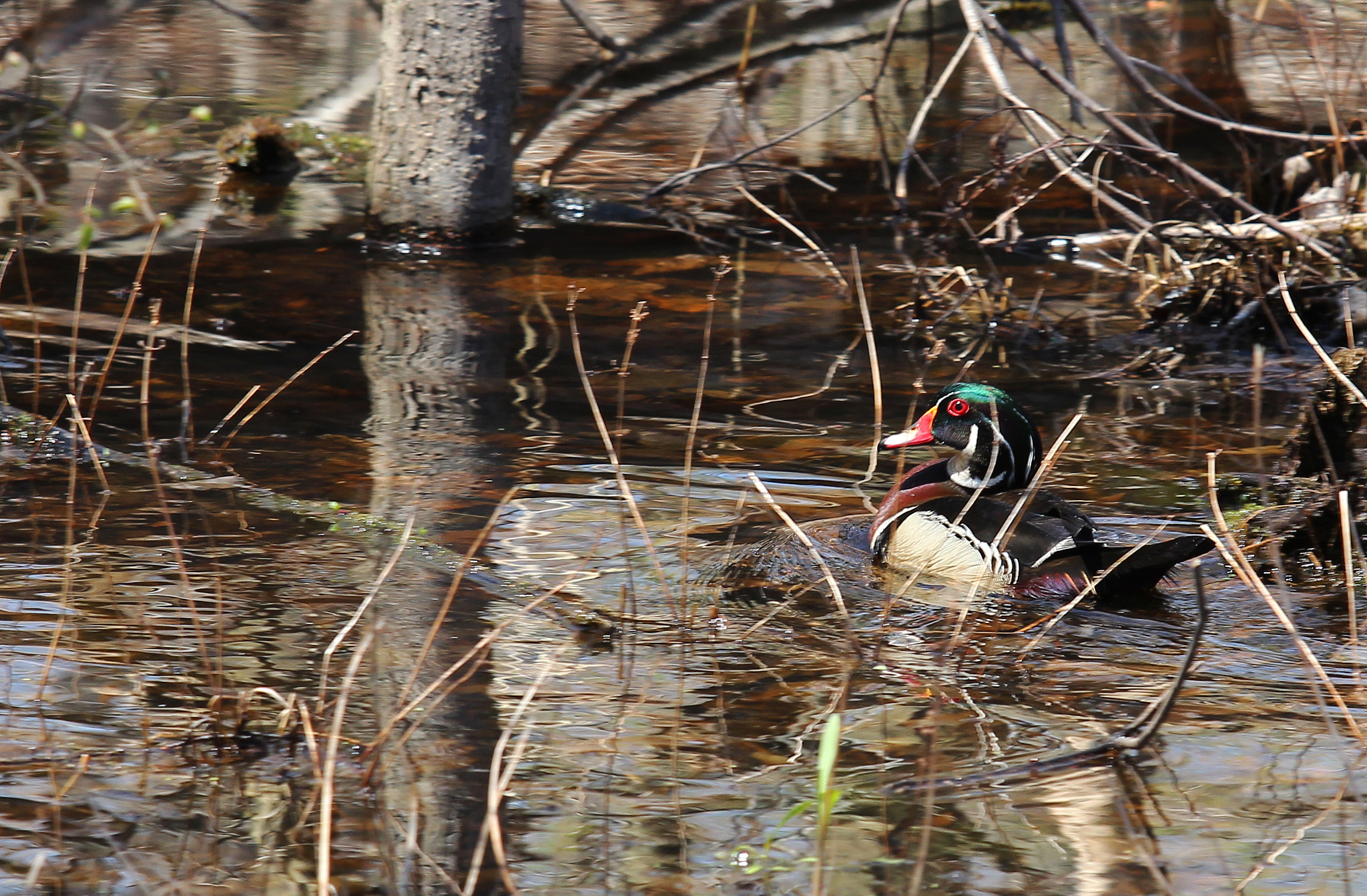 Canon EOS 600D (Rebel EOS T3i / EOS Kiss X5) + Canon EF 70-200mm F2.8L USM sample photo. Spring wood duck photography
