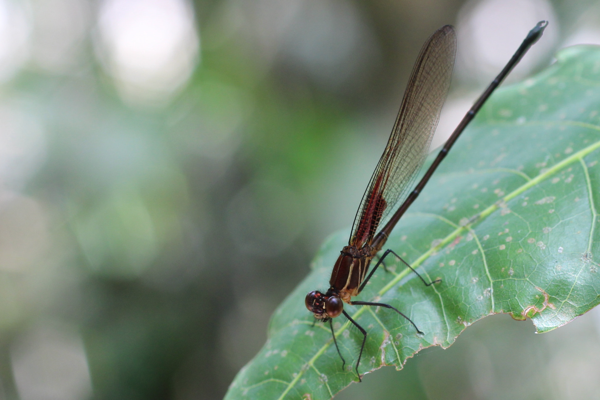 Canon EF 50mm F2.5 Macro sample photo. Projeto perfeito photography