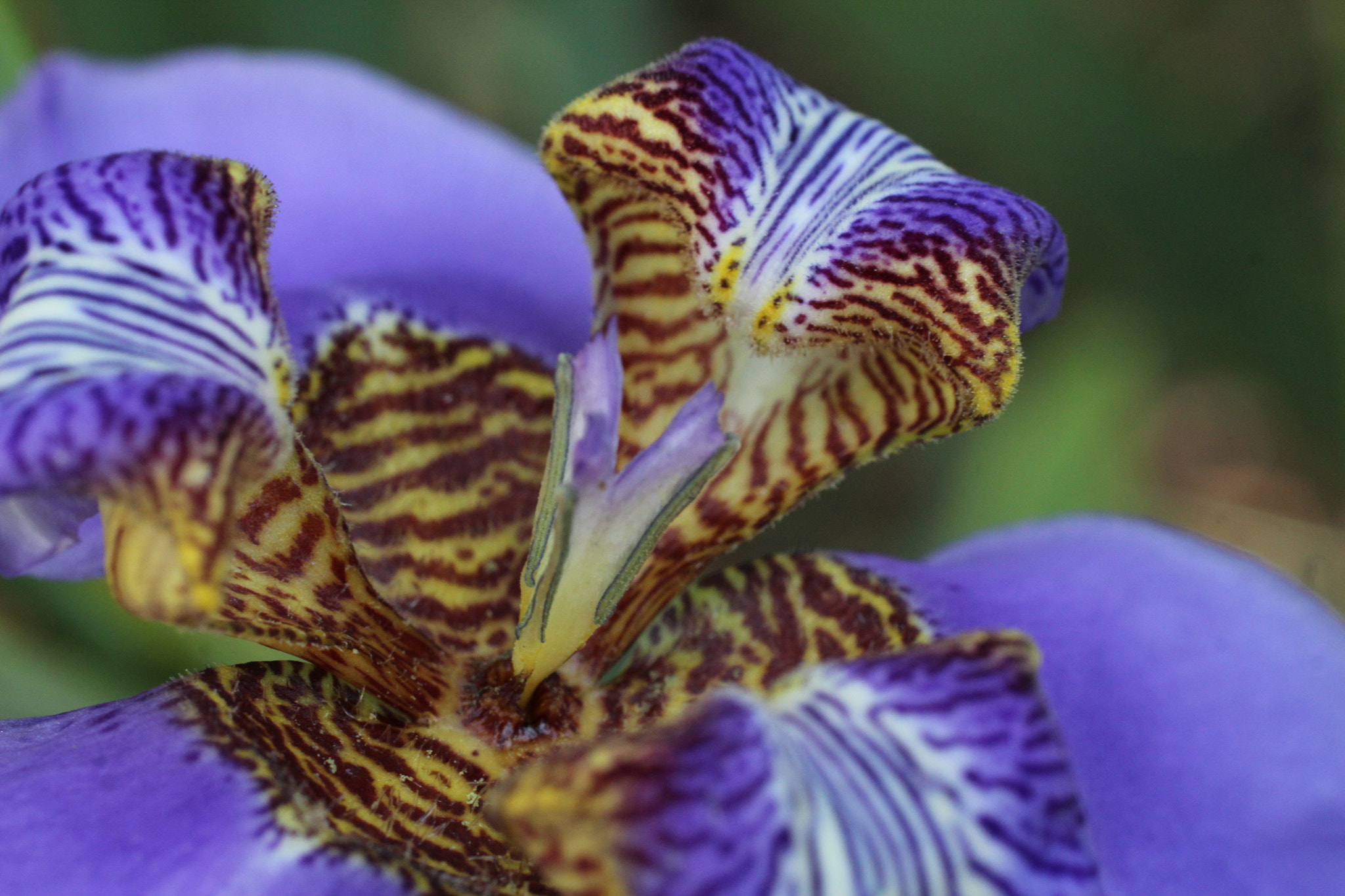 Canon EF 50mm F2.5 Macro sample photo. Como cobras... photography