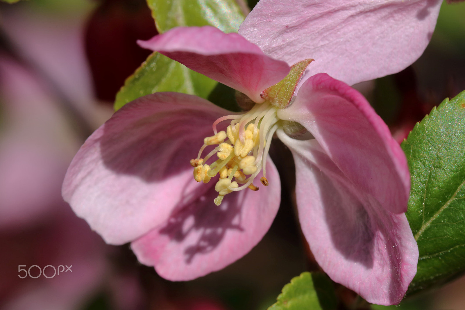 Canon EOS 760D (EOS Rebel T6s / EOS 8000D) sample photo. Apple blossom photography
