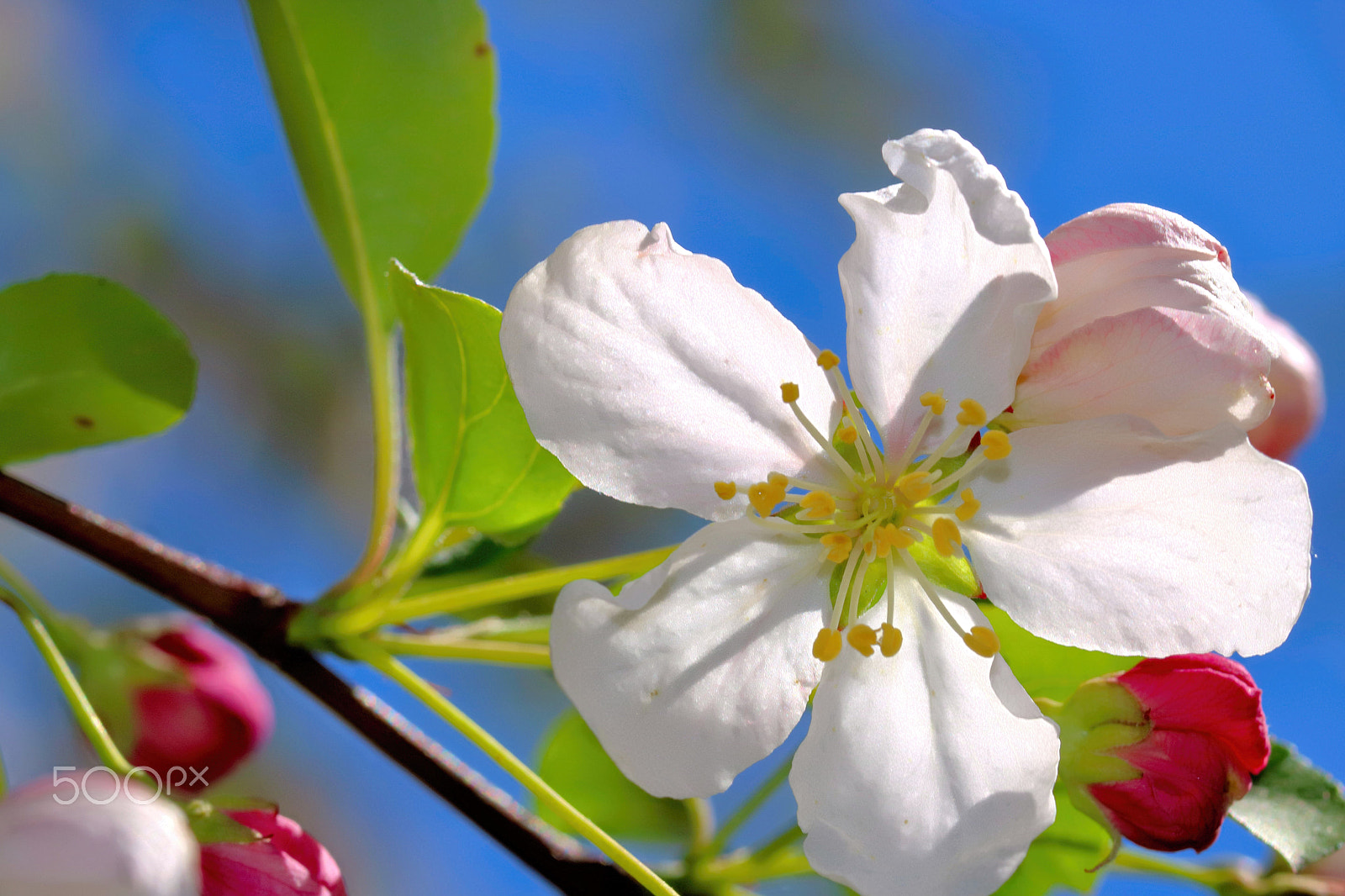 Canon EOS 760D (EOS Rebel T6s / EOS 8000D) sample photo. Apple blossom 2 photography