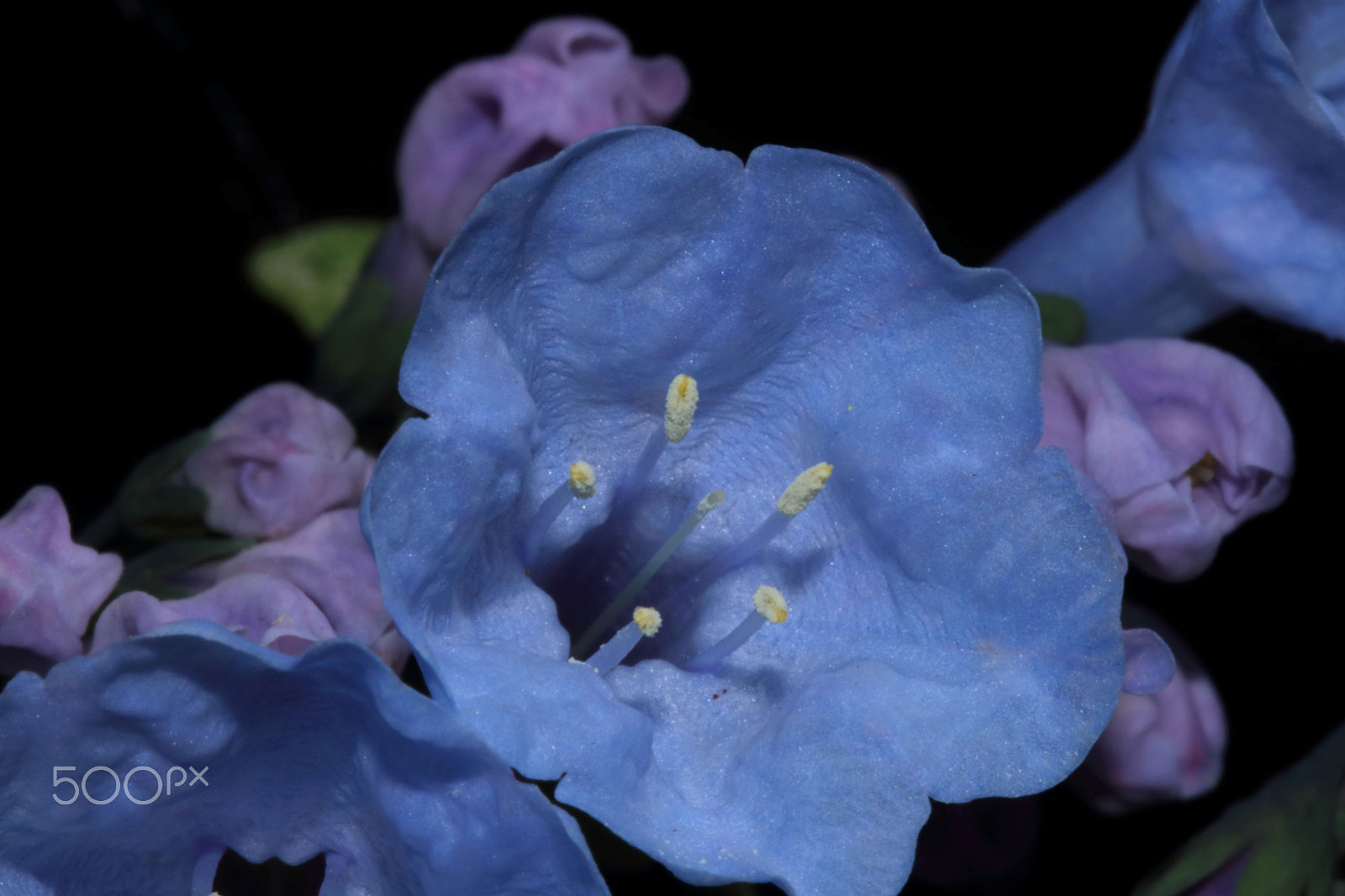 Canon EOS 760D (EOS Rebel T6s / EOS 8000D) sample photo. Blue bell photography