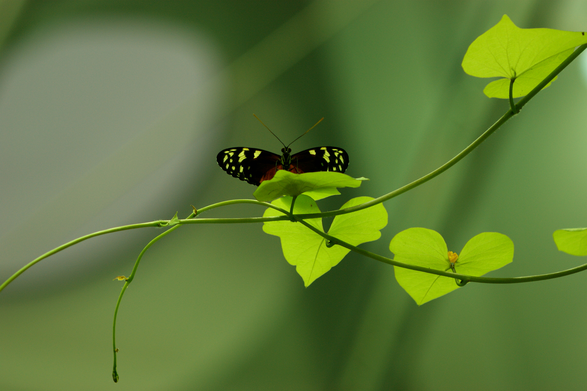 Sony 75-300mm F4.5-5.6 sample photo. San fran butterfly photography