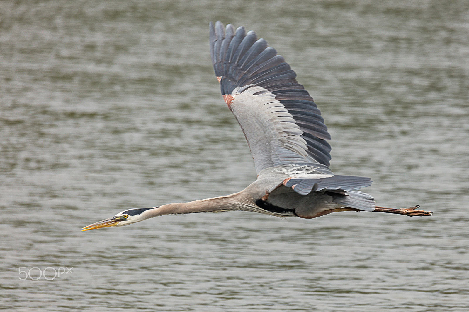 Canon EOS 5DS + Sigma 150-600mm F5-6.3 DG OS HSM | C sample photo. Great blue heron in flight photography