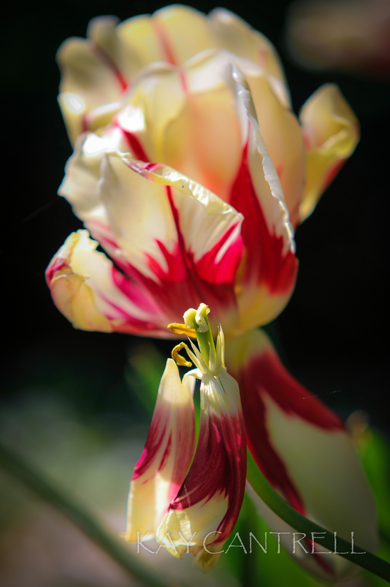 Sigma 70-200mm F2.8 EX DG Macro HSM II sample photo. Almost done photography