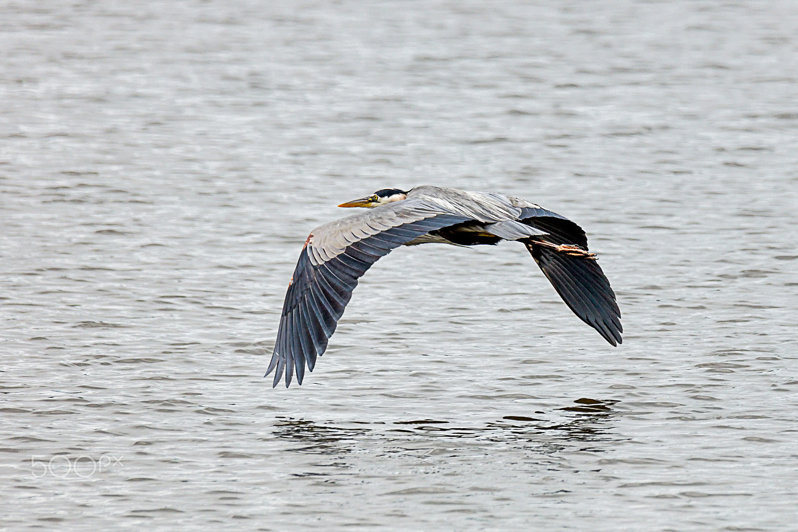 Canon EOS 5DS + Sigma 150-600mm F5-6.3 DG OS HSM | C sample photo. Great blue heron in flight 2 photography