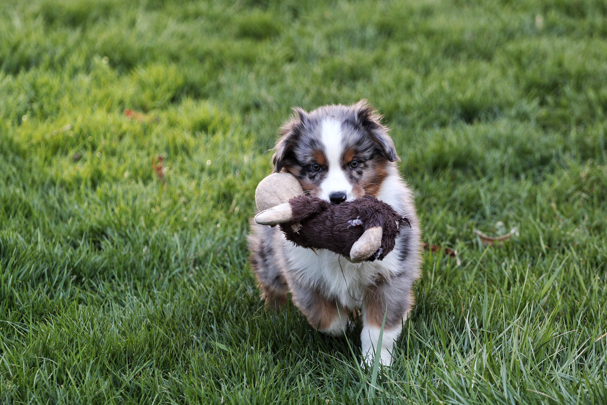 Canon EF 70-200mm F4L USM sample photo. Little gus gus photography
