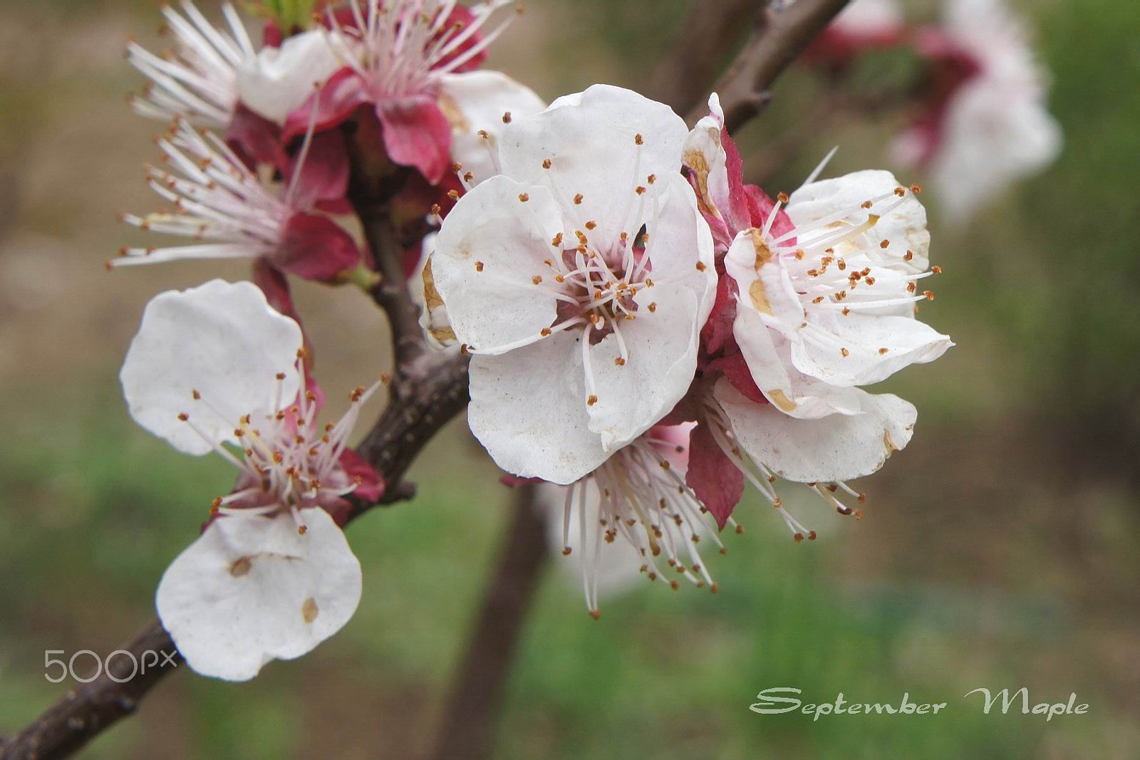 Sony NEX-5C sample photo. 答谢自然 photography