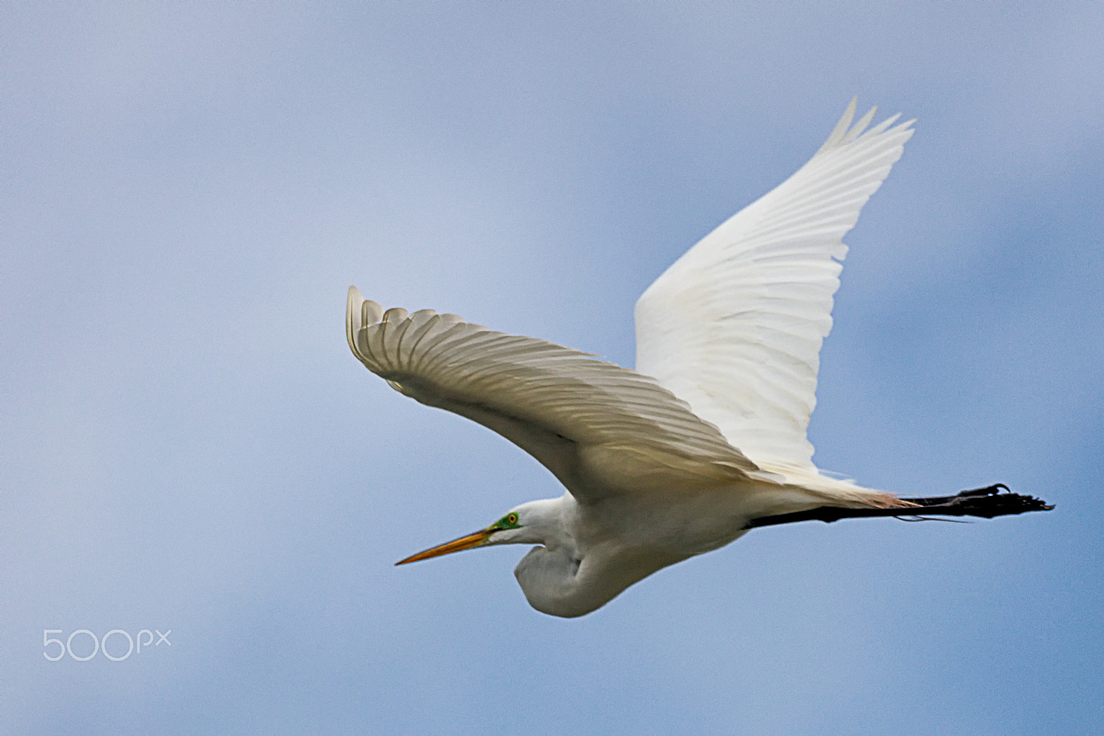 Canon EOS 5DS + Sigma 150-600mm F5-6.3 DG OS HSM | C sample photo. Great white egret flying photography