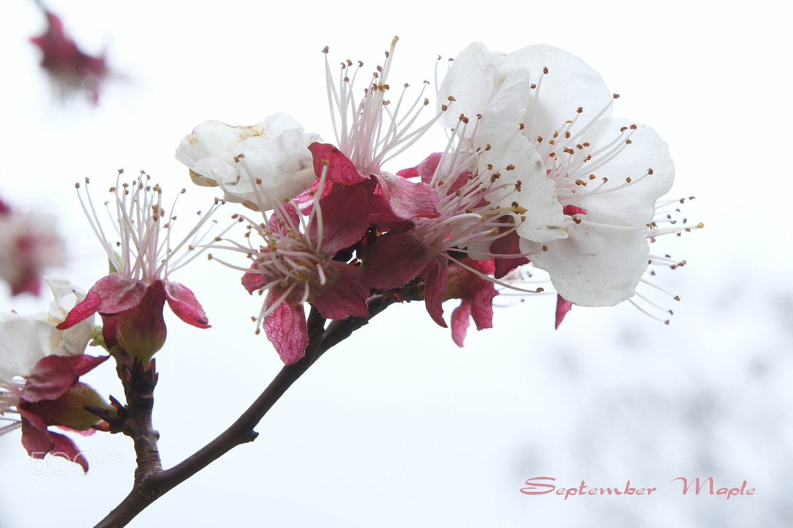 Sony NEX-5C sample photo. 桃花风采 photography