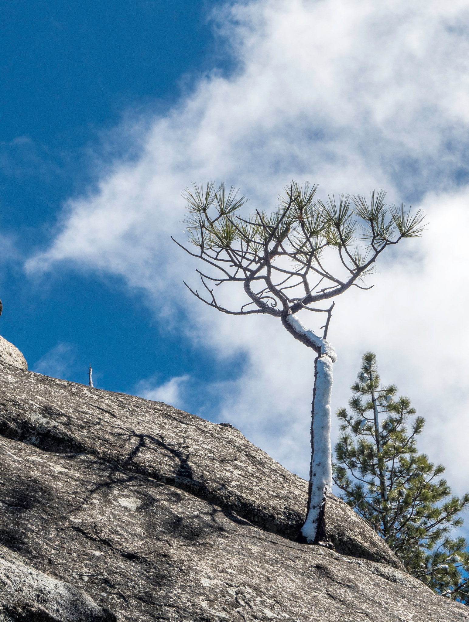 Olympus OM-D E-M5 II + Olympus Zuiko Digital ED 12-60mm F2.8-4.0 SWD sample photo. Tree in rock photography