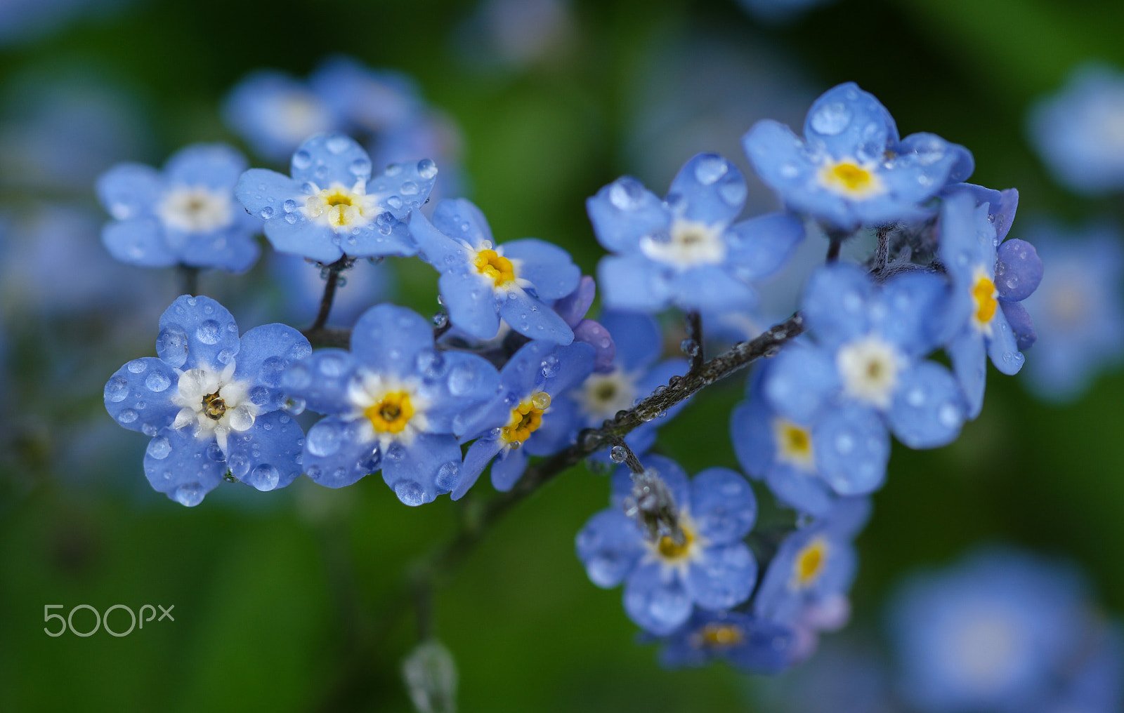 Samsung NX1 + NX 60mm F2.8 Macro sample photo. Spring flowers in my garden photography
