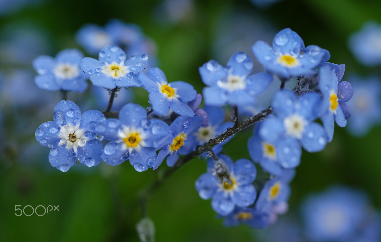 NX 60mm F2.8 Macro sample photo. Spring flowers in my garden photography