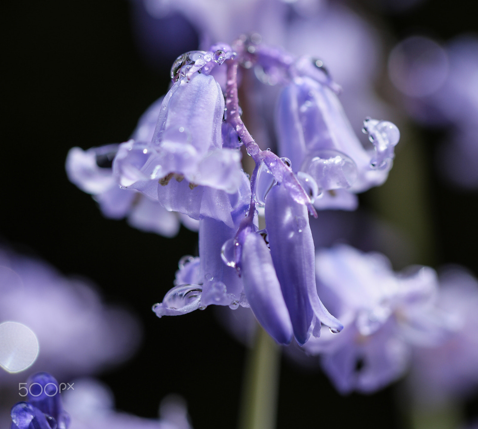 NX 60mm F2.8 Macro sample photo. Spring flowers in my garden photography