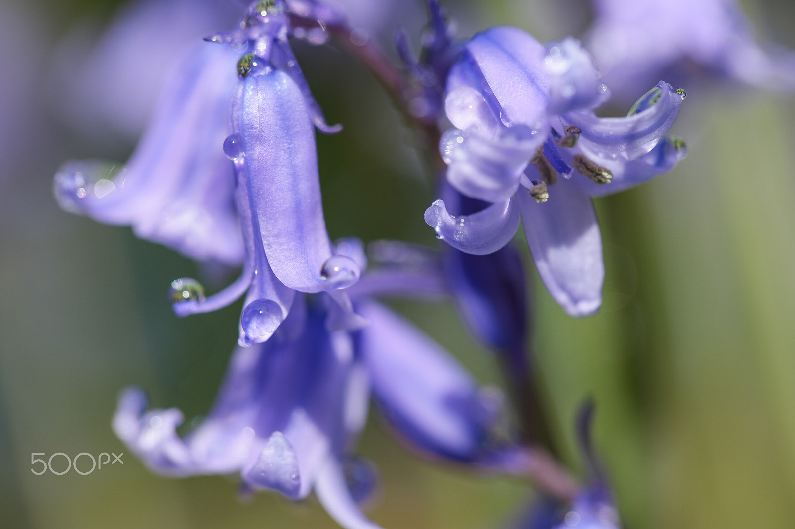 NX 60mm F2.8 Macro sample photo. Spring flowers in my garden photography