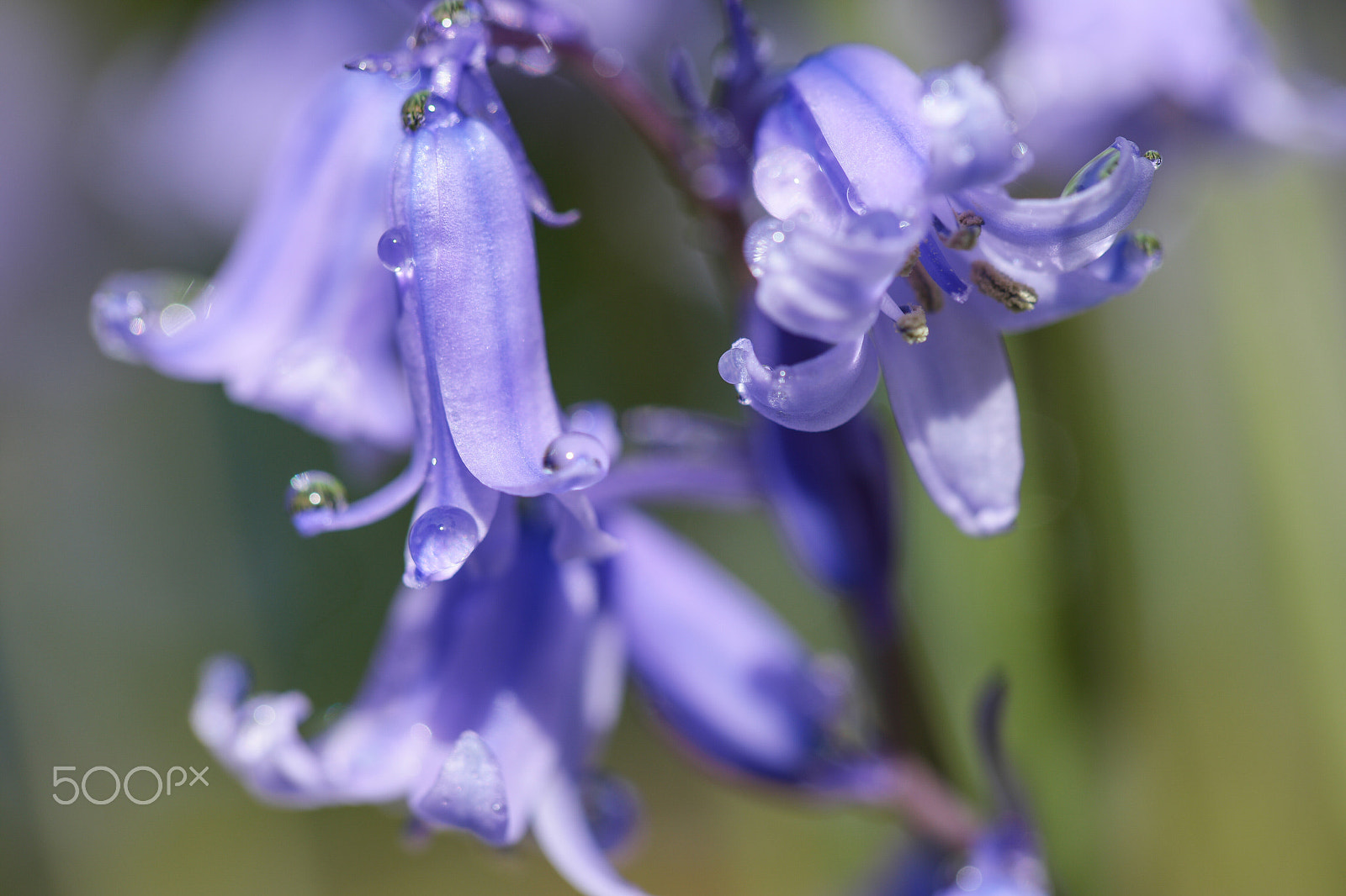 Samsung NX1 + NX 60mm F2.8 Macro sample photo. Spring flowers in my garden photography