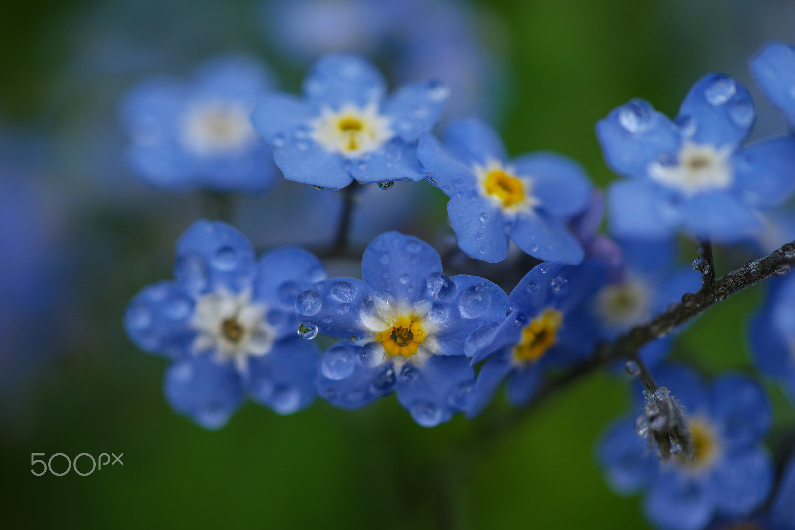 NX 60mm F2.8 Macro sample photo. Spring flowers in my garden photography