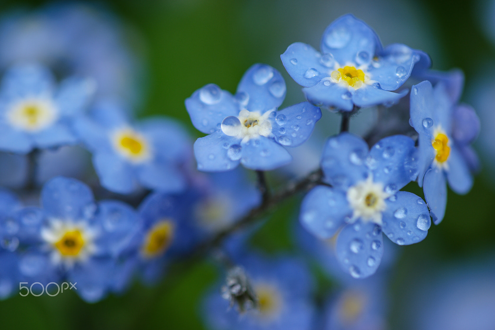 NX 60mm F2.8 Macro sample photo. Spring flowers in my garden photography