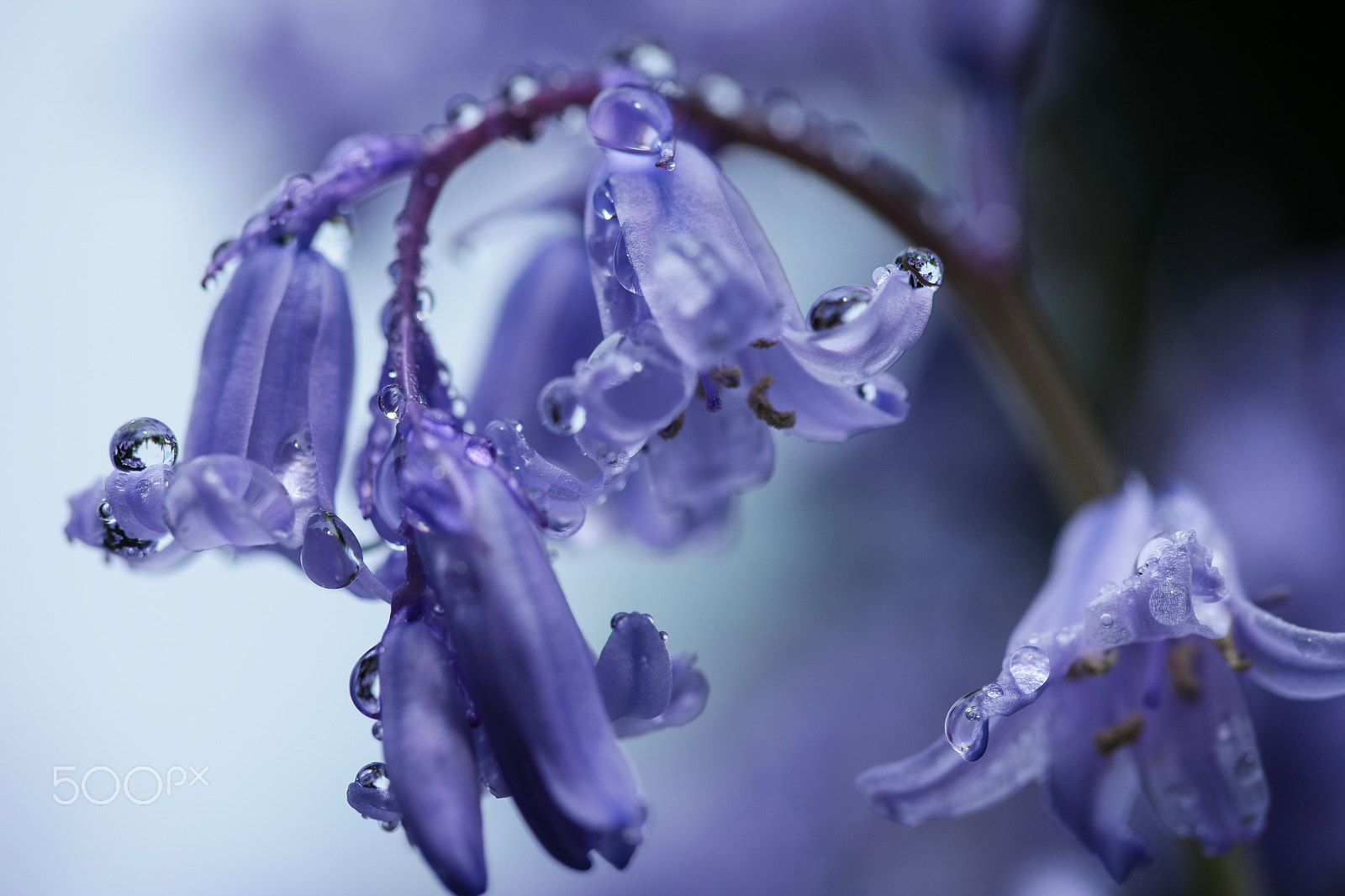 Samsung NX1 + NX 60mm F2.8 Macro sample photo. Spring flowers in my garden photography