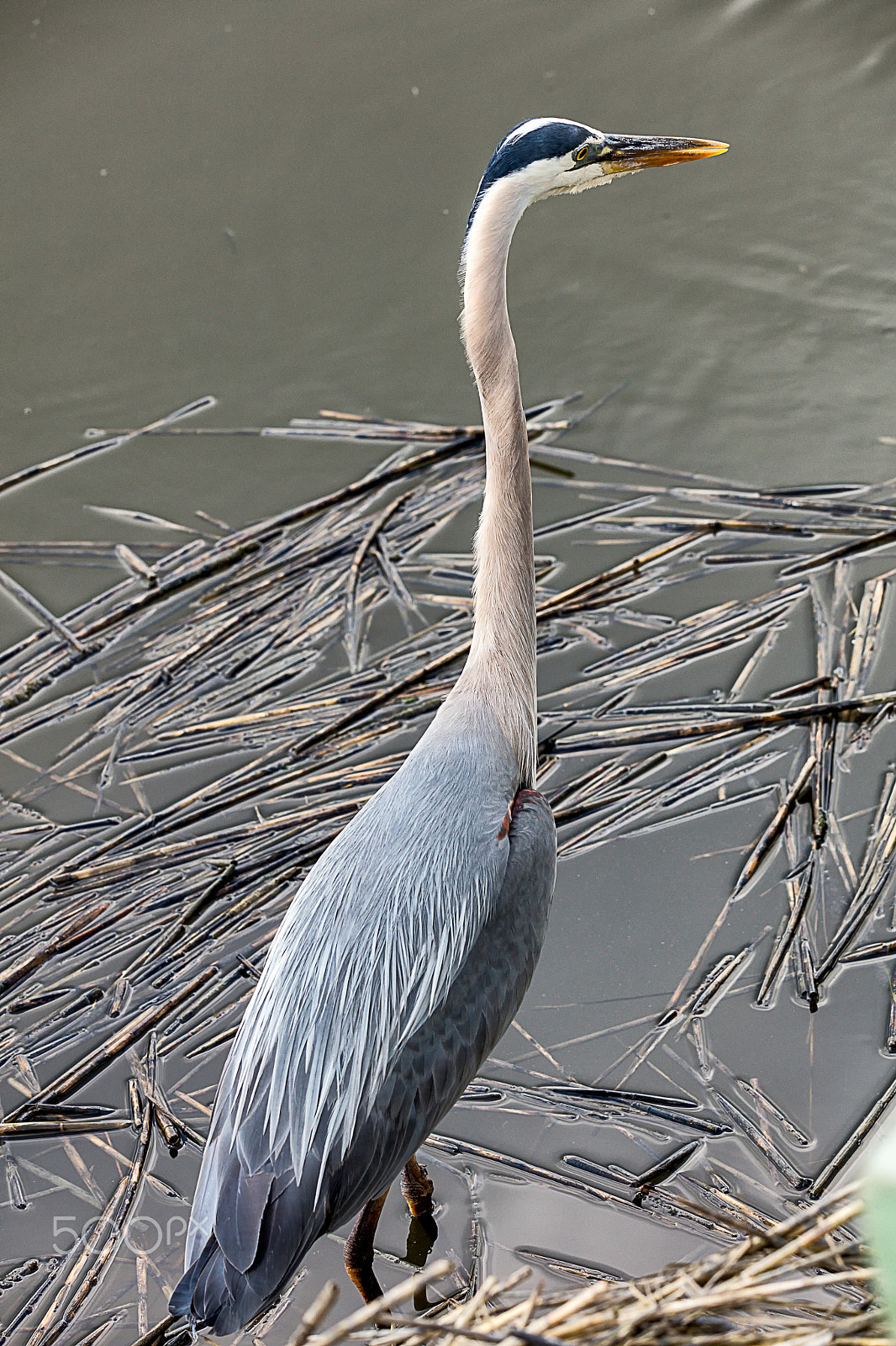 Sigma 150-600mm F5-6.3 DG OS HSM | C sample photo. Great blue heron photography