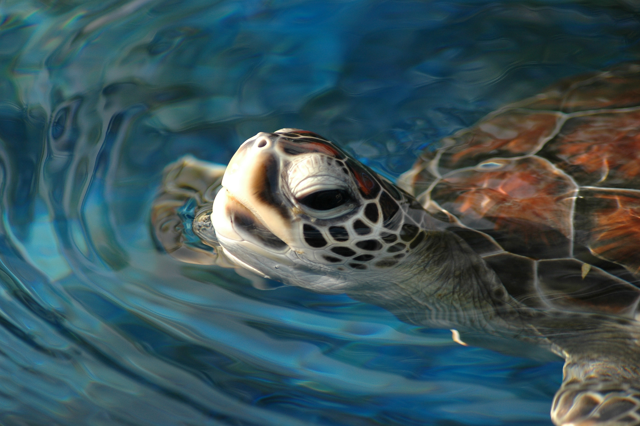 Nikon D70s sample photo. Sea turtle in maui photography