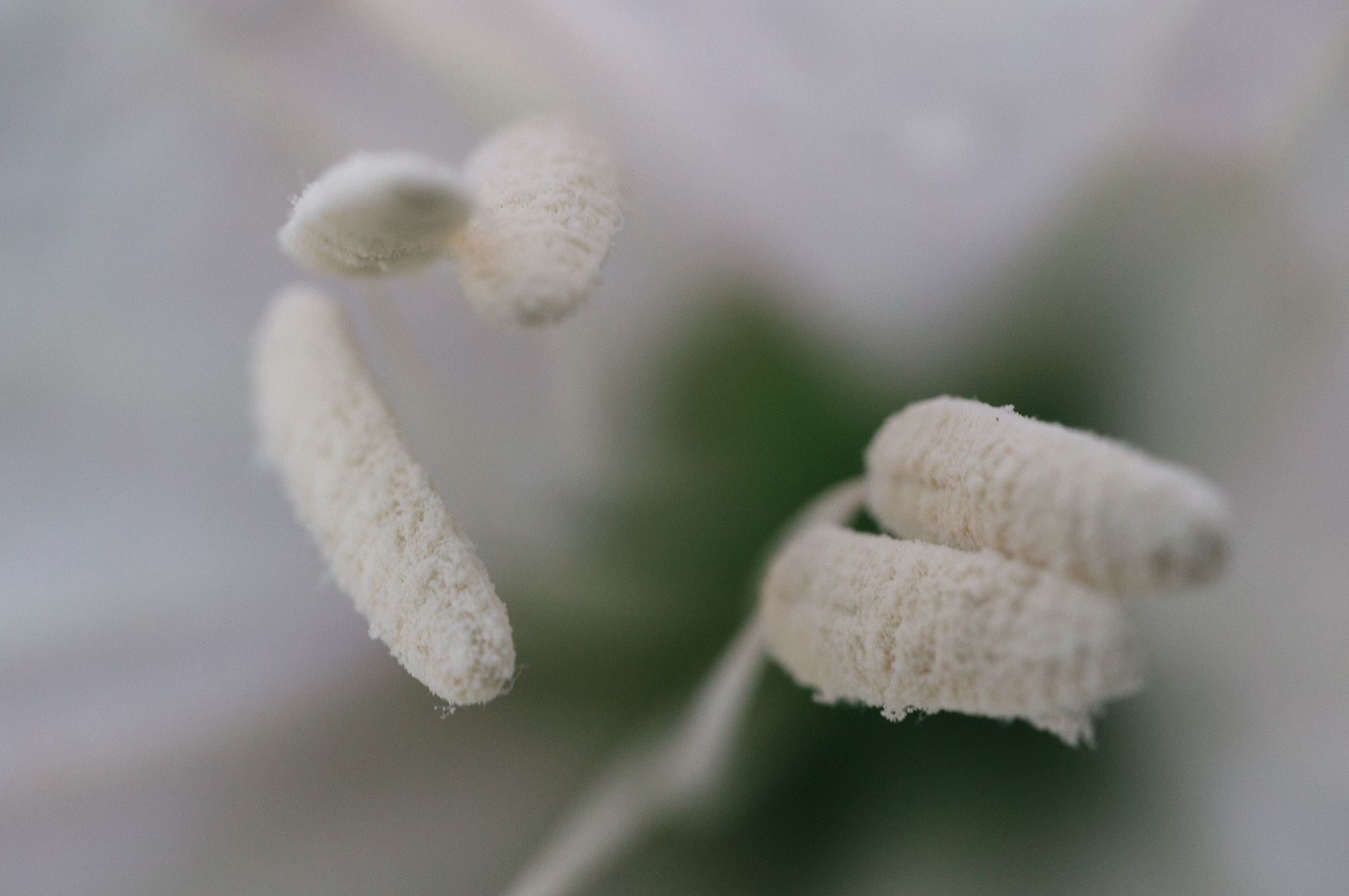 Sony Alpha NEX-6 + E 50mm F2.8 sample photo. Macro 1 photography