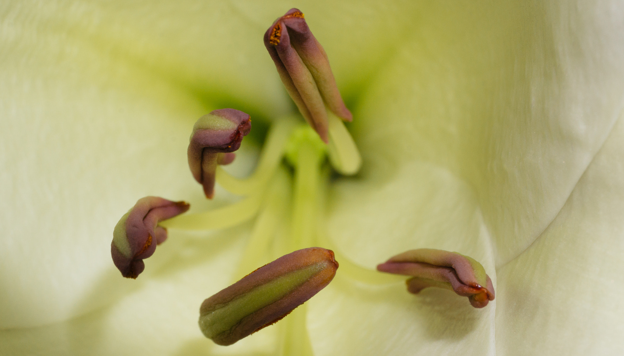 Sony Alpha NEX-6 + E 50mm F2.8 sample photo. Macro 2 photography