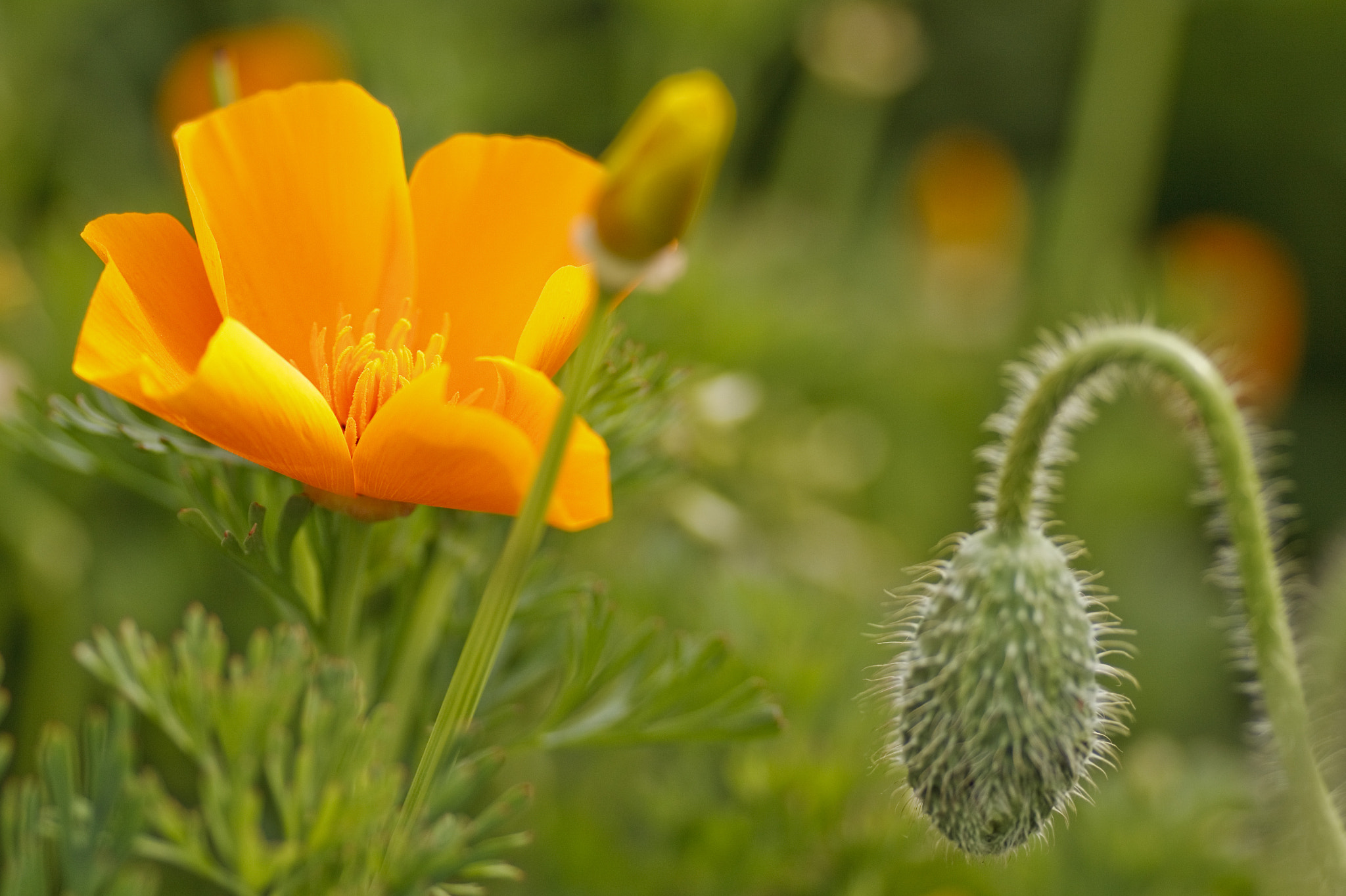 Canon EOS 50D + Tamron SP AF 90mm F2.8 Di Macro sample photo. California poppy（ハナビシソウ）花菱草 photography