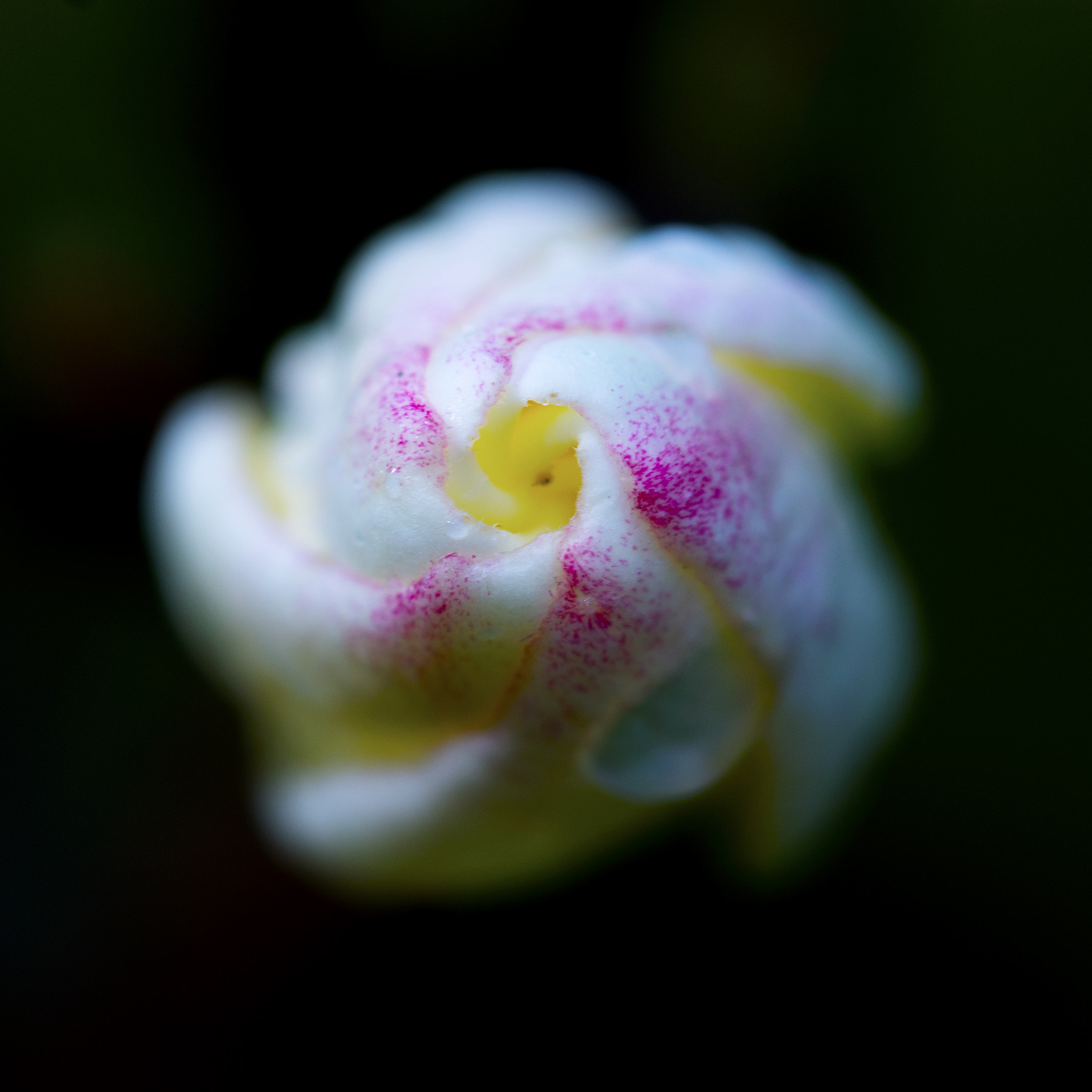 Sony Alpha NEX-5N + Sony 100mm F2.8 Macro sample photo. Giving you a tip photography