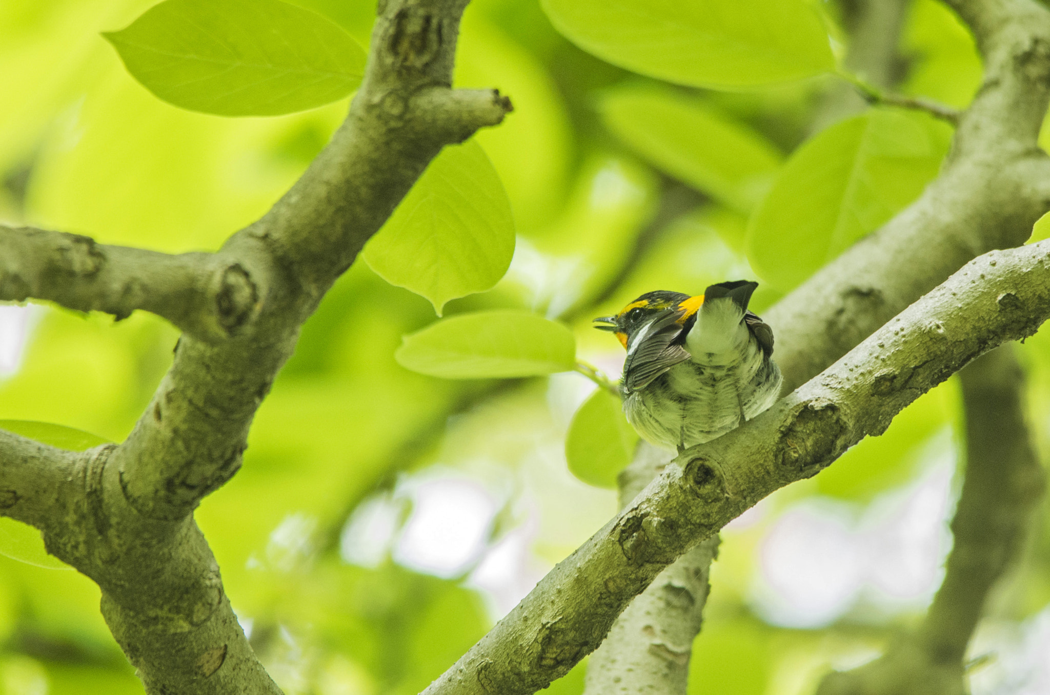 Sigma 150-500mm F5-6.3 DG OS HSM sample photo. In the fresh green photography