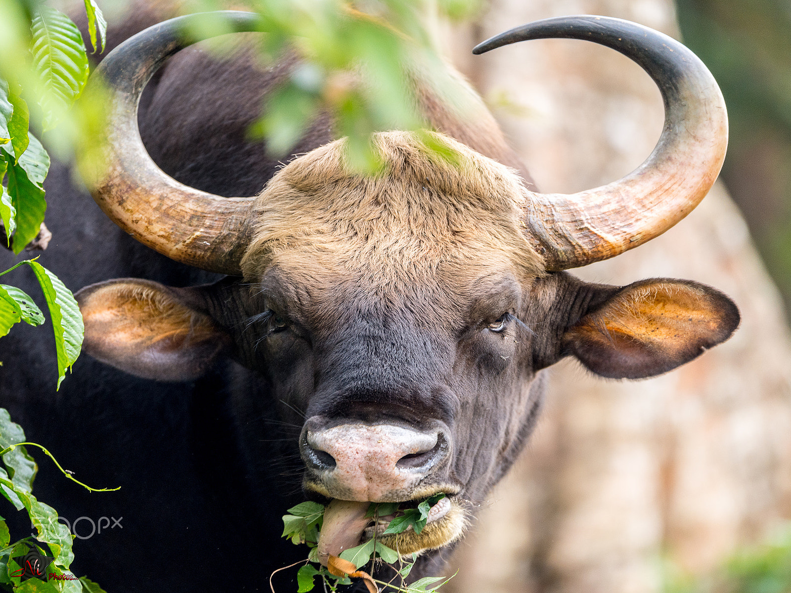 Nikon D5 sample photo. Indian gaur photography