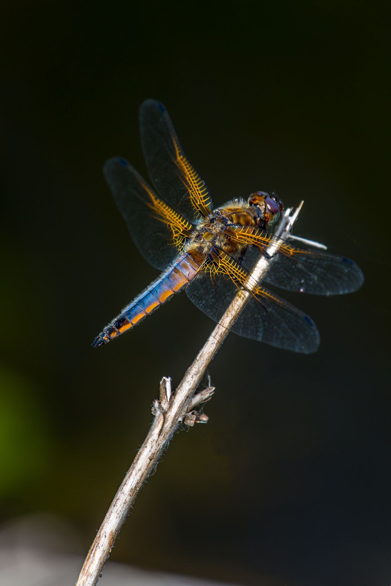 Canon EF 70-200mm F4L IS USM sample photo. Dragonfly 1 photography