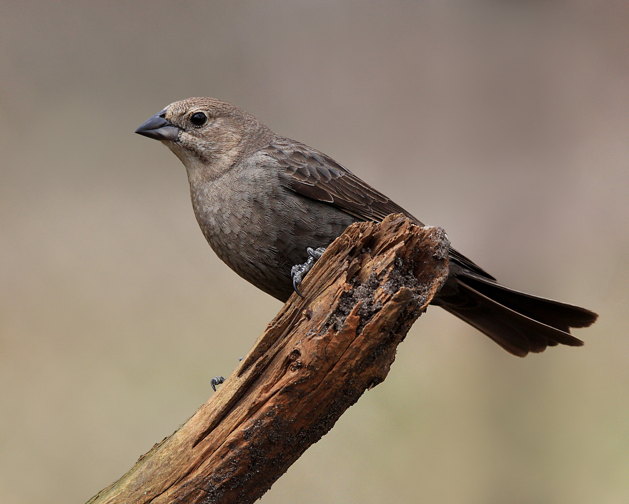 Sigma 150-500mm F5-6.3 DG OS HSM sample photo. Female cowbird photography