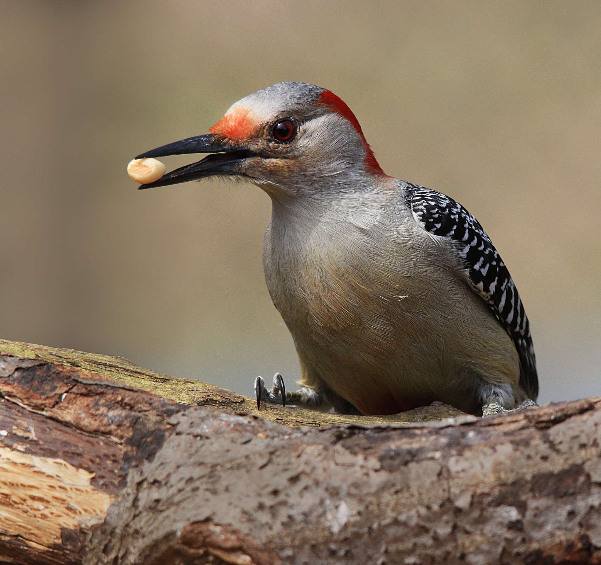 Sigma 150-500mm F5-6.3 DG OS HSM sample photo. Female red-bellied woodpecker photography