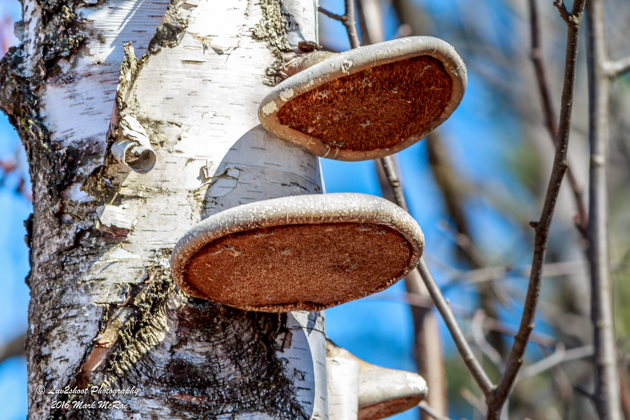 Canon EOS 650D (EOS Rebel T4i / EOS Kiss X6i) sample photo. Birch tree mushroom photography
