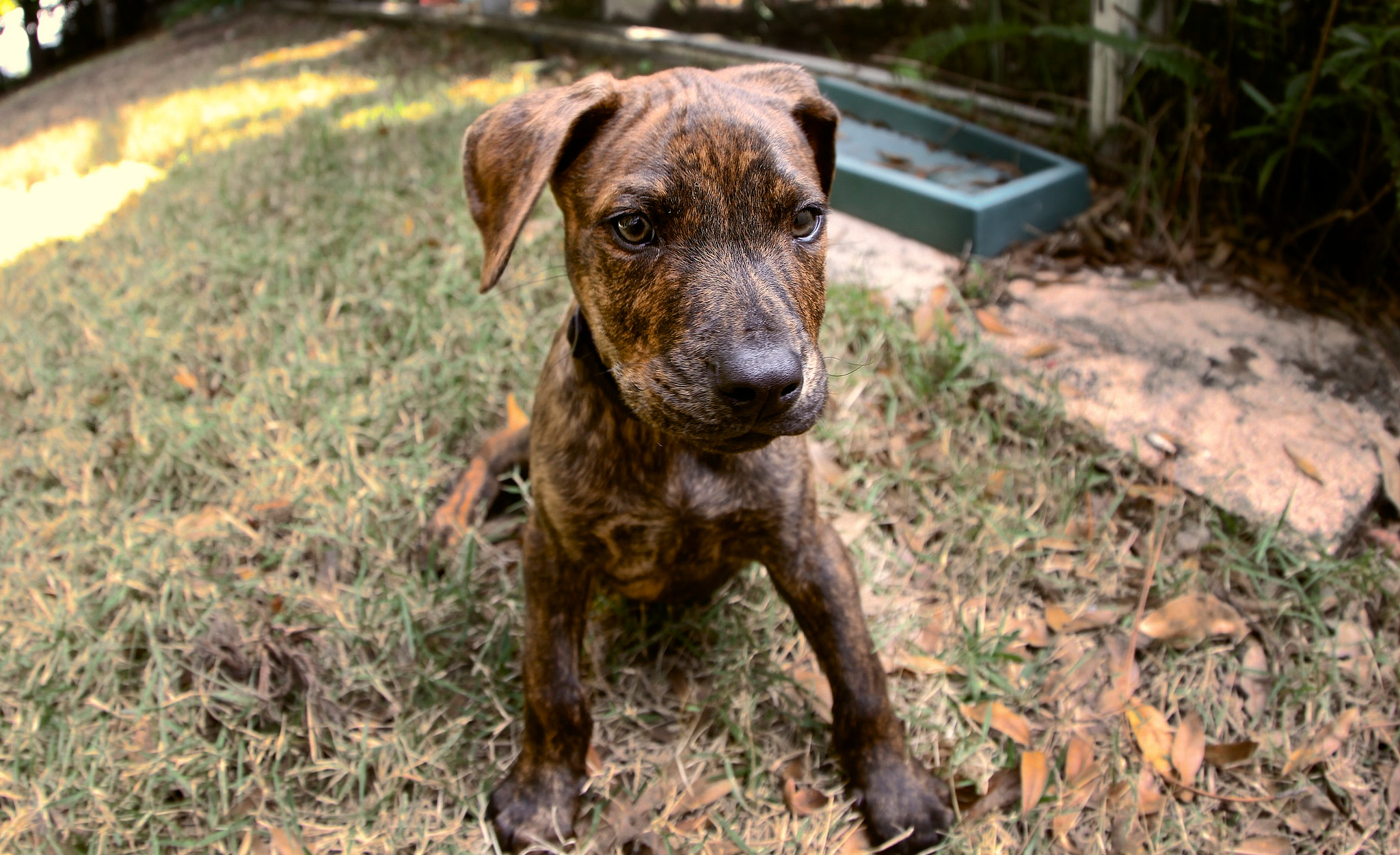 Canon EF 8-15mm F4L Fisheye USM sample photo. My little loki :-) photography