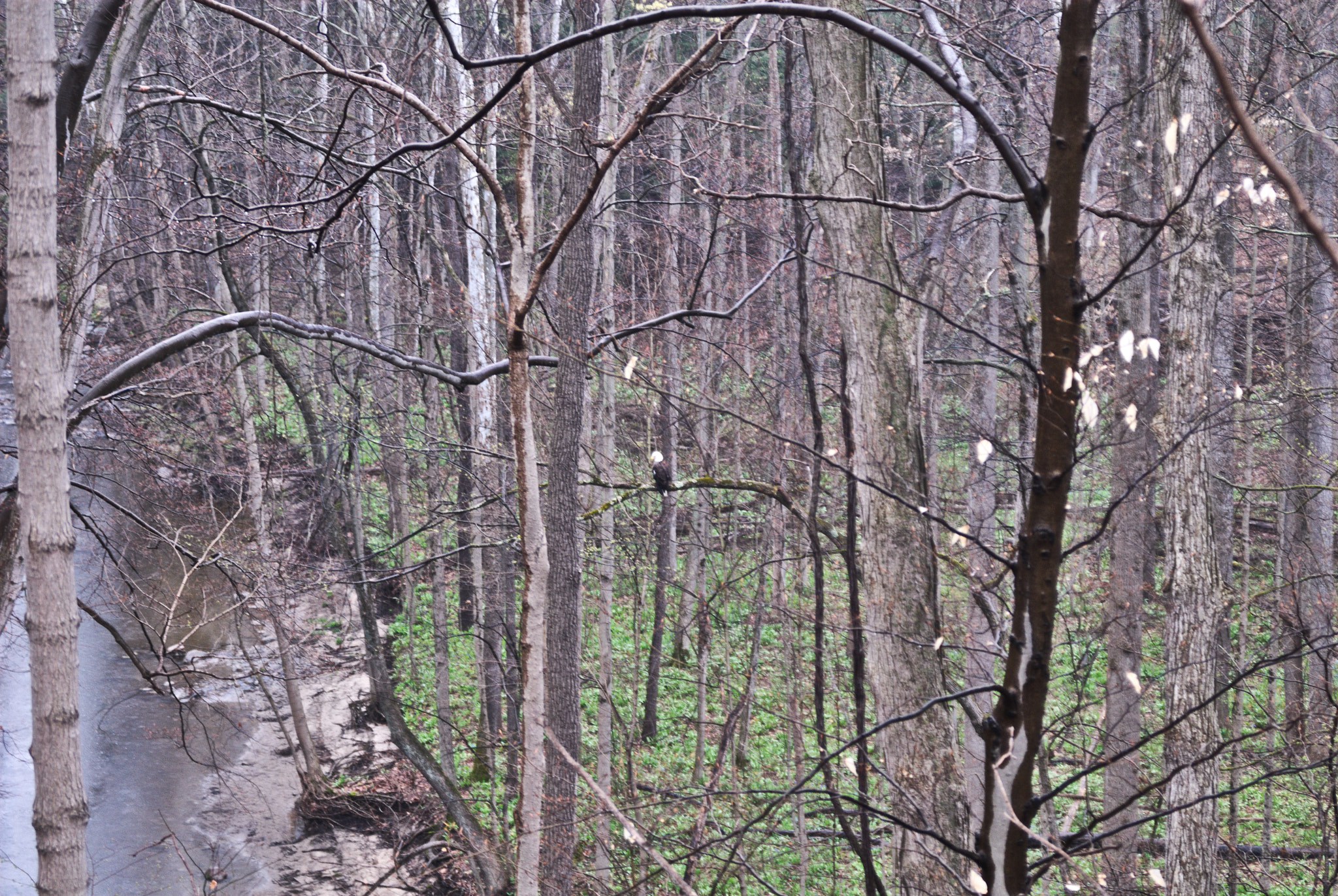 Nikon D200 + AF Zoom-Nikkor 35-70mm f/3.3-4.5 sample photo. Vermilion tributary with bald eagle photography