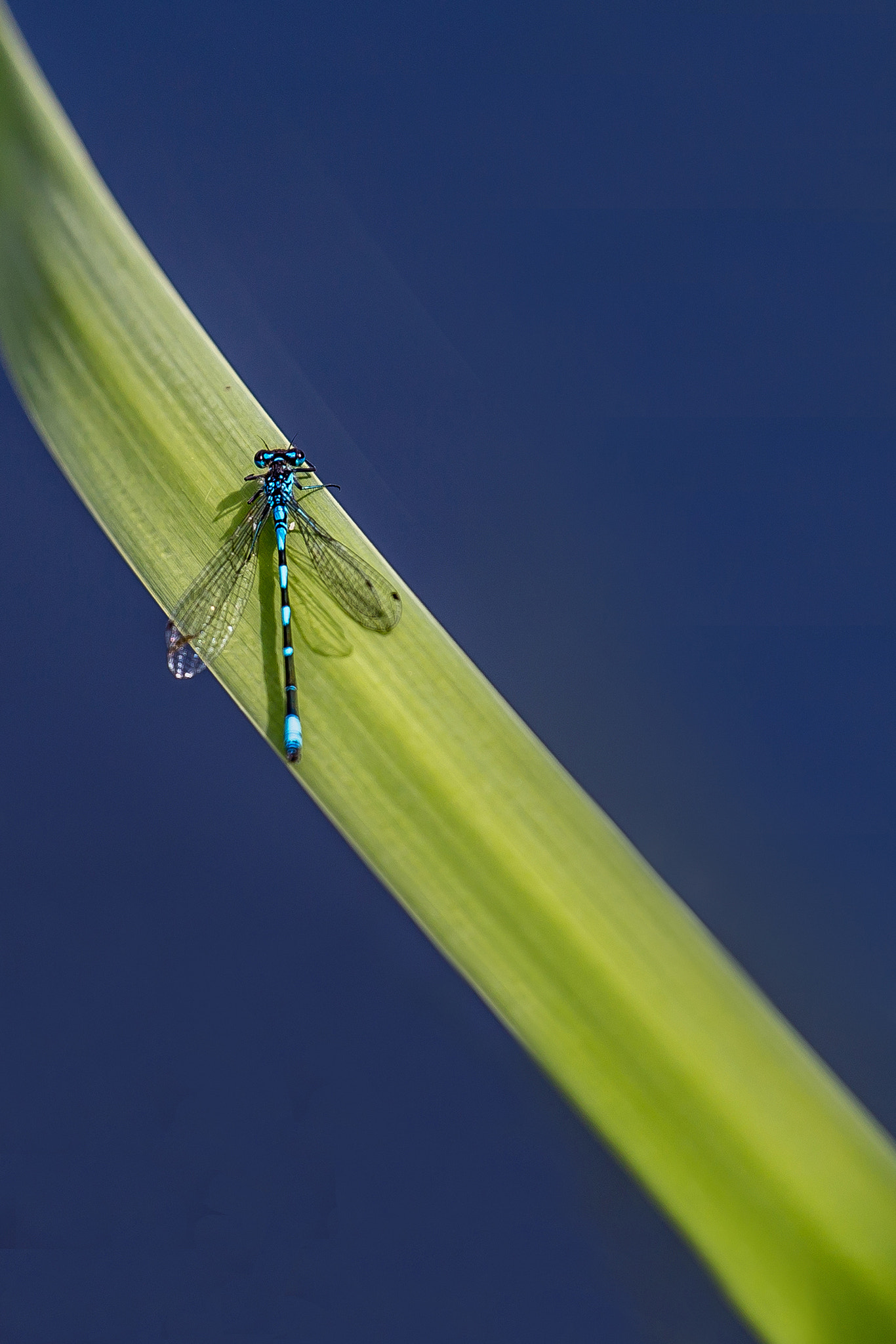 Canon EF 70-200mm F4L IS USM sample photo. Dragonfly 2 photography
