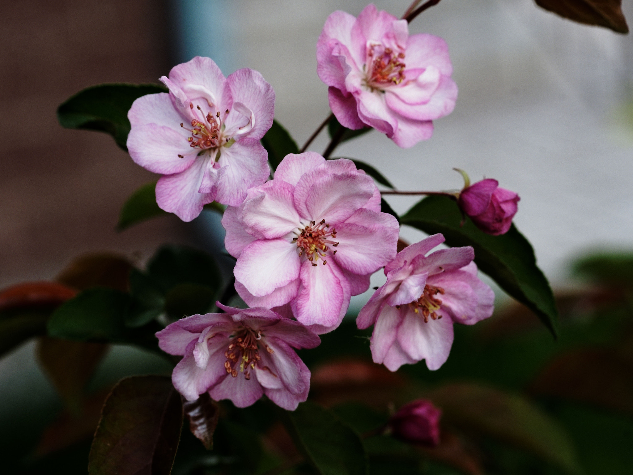 Sony Alpha DSLR-A900 + Sony 100mm F2.8 Macro sample photo. Springtime photography