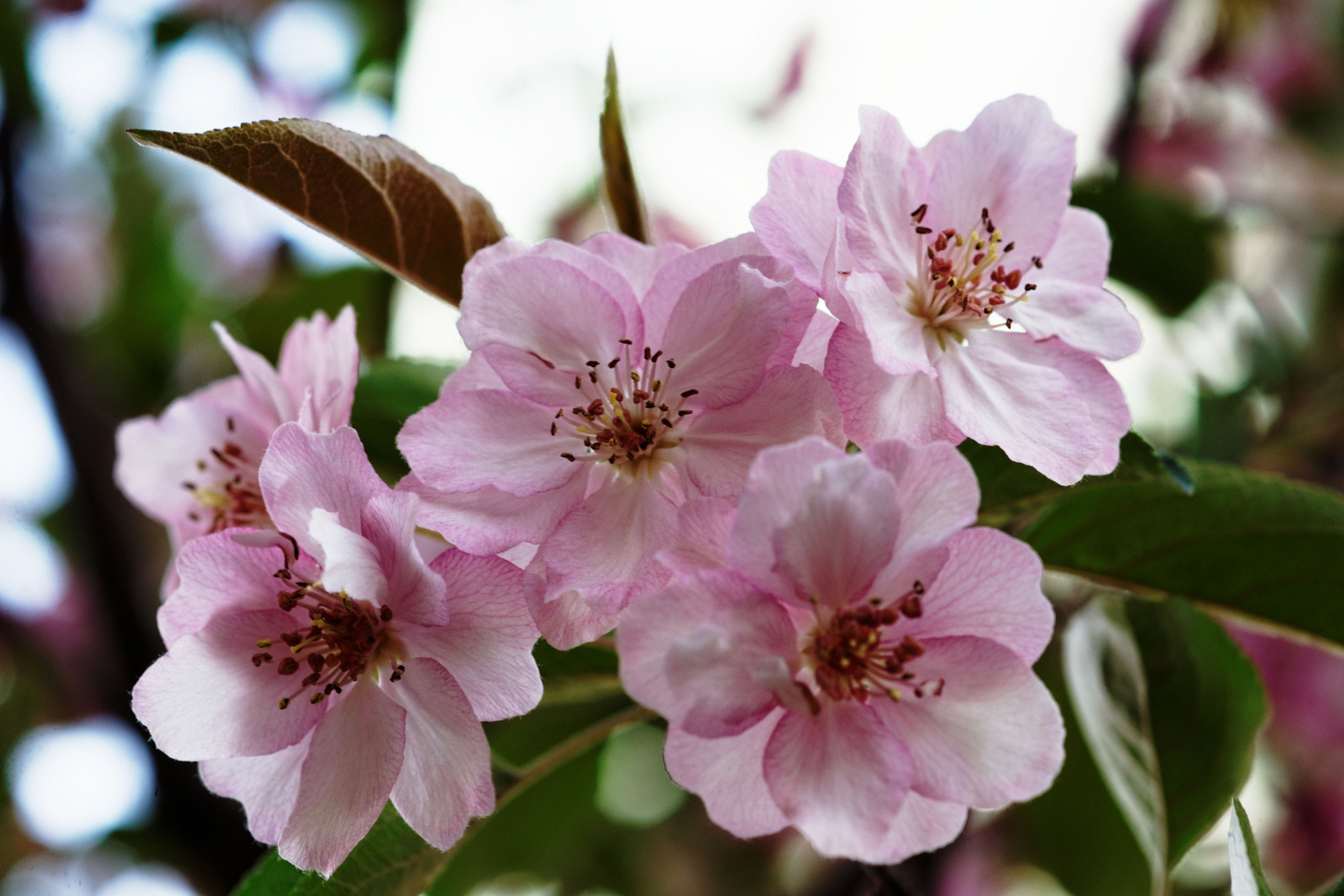 Sony Alpha DSLR-A900 + Sony 100mm F2.8 Macro sample photo. Springtime photography