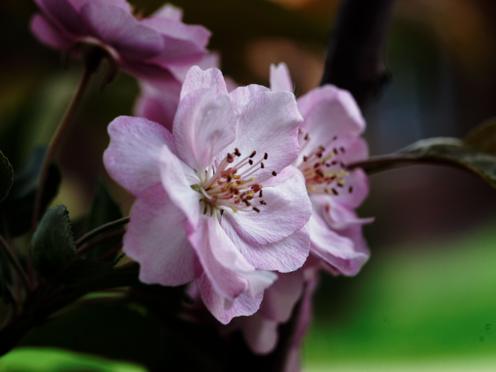 Sony Alpha DSLR-A900 + Sony 100mm F2.8 Macro sample photo. Springtime photography