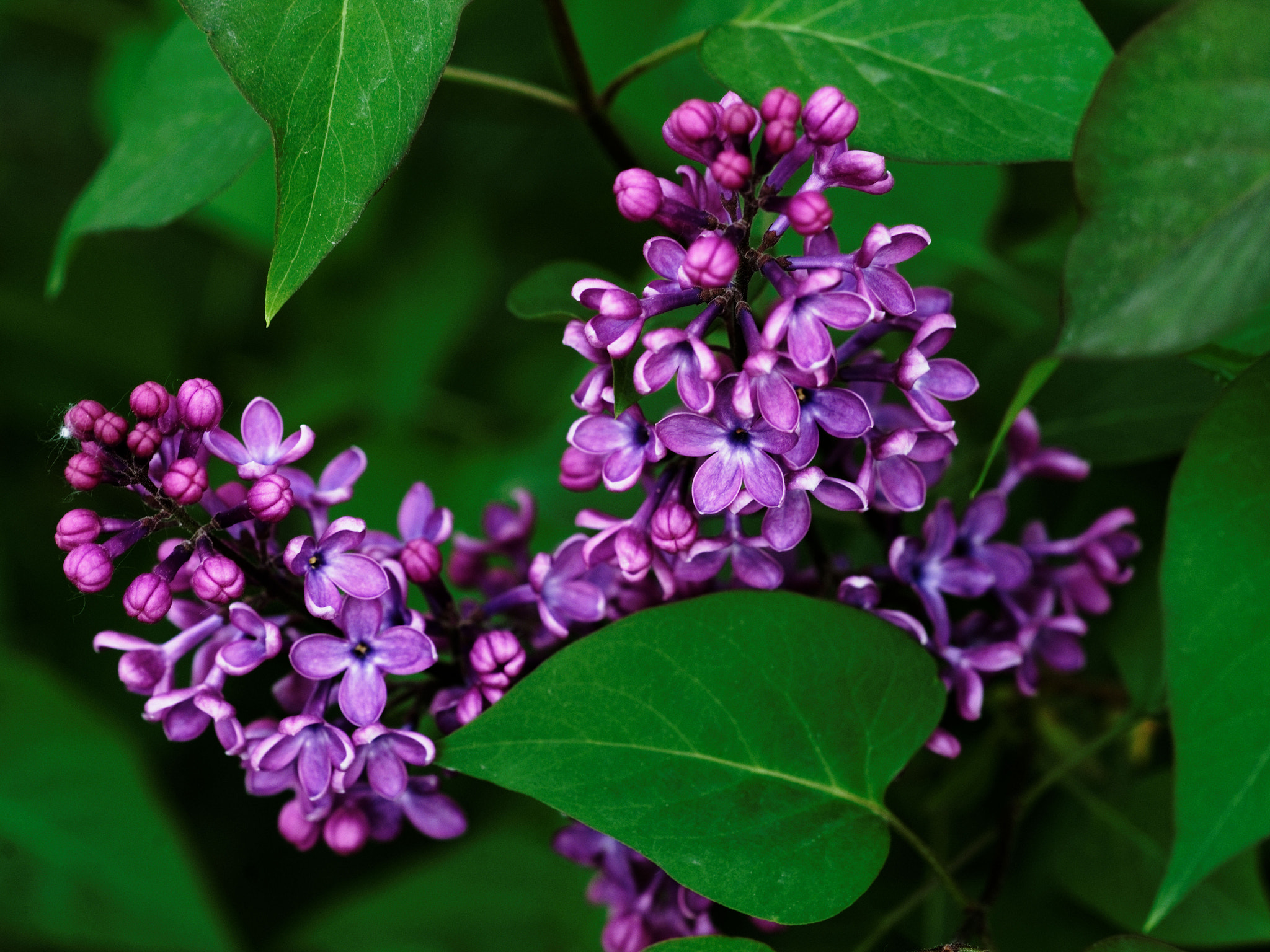 Sony Alpha DSLR-A900 + Sony 100mm F2.8 Macro sample photo. Springtime photography