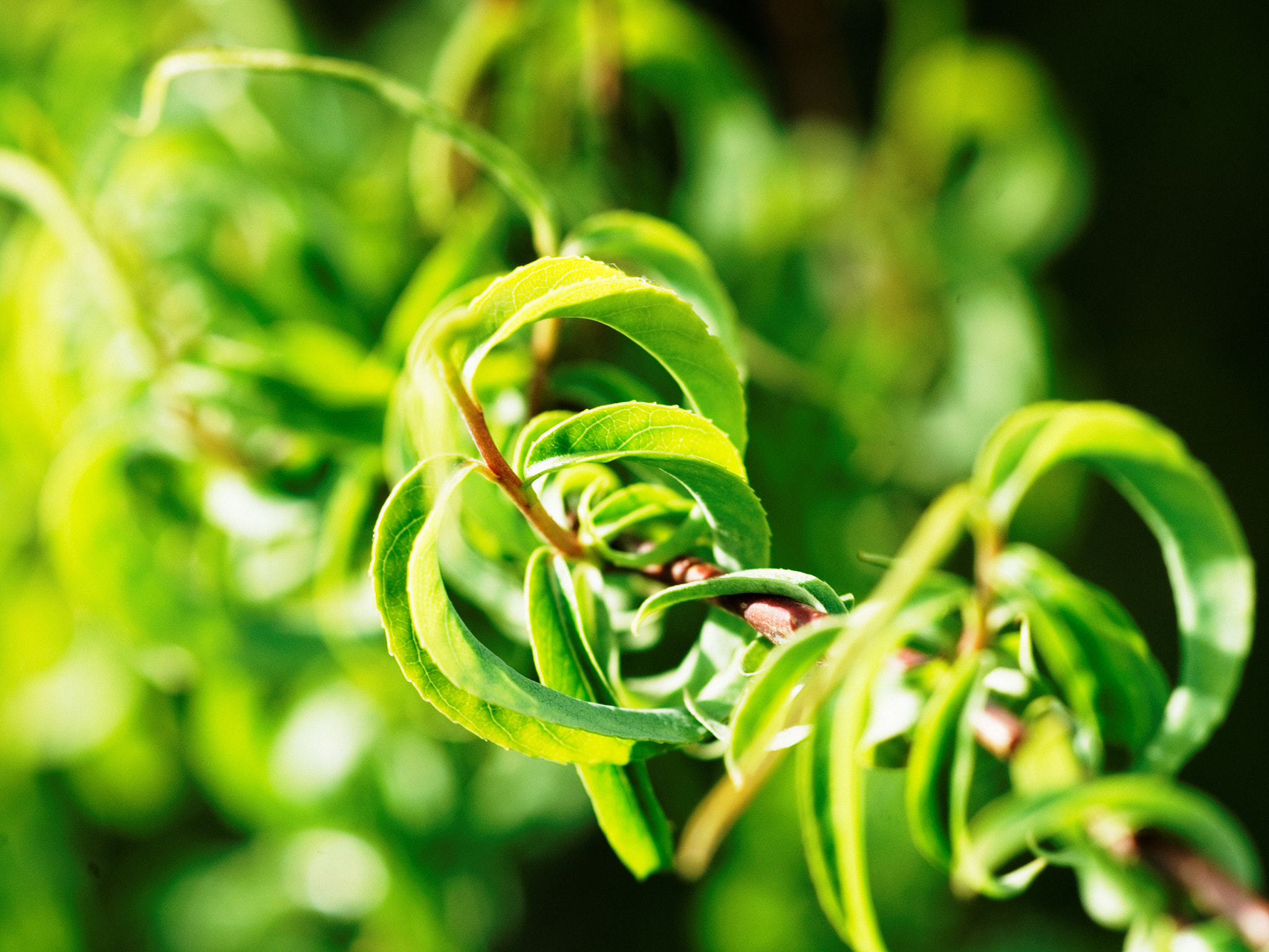 Sony Alpha DSLR-A900 + Sony 100mm F2.8 Macro sample photo. Springtime photography