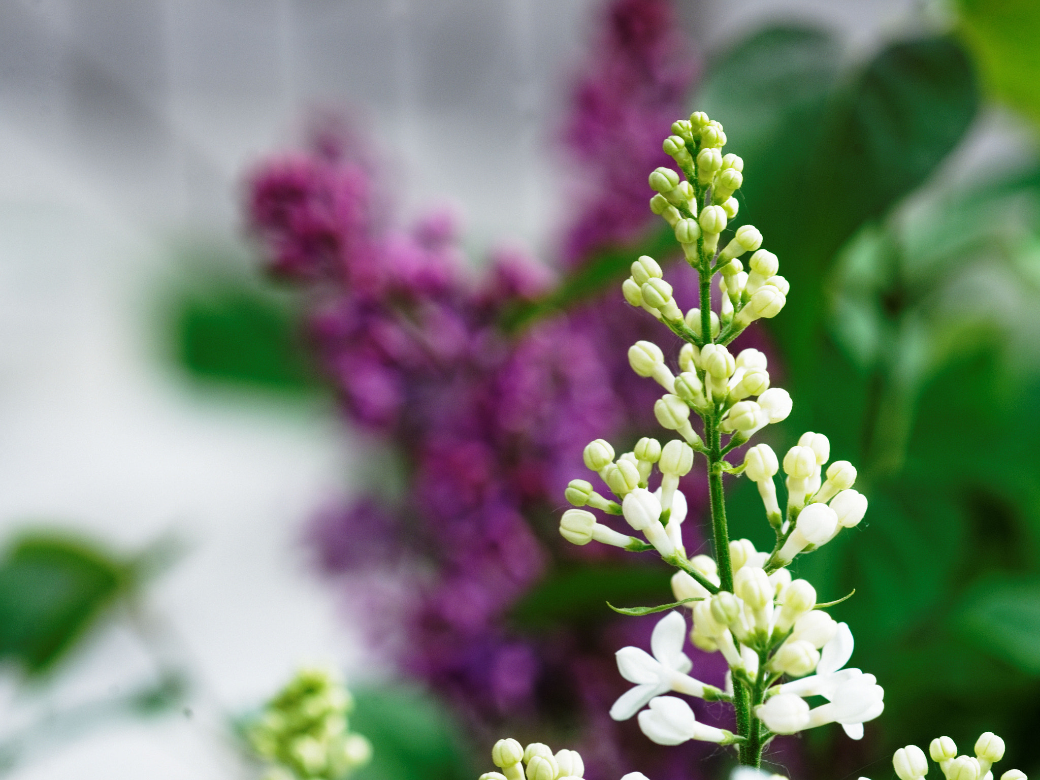 Sony 100mm F2.8 Macro sample photo. Springtime photography
