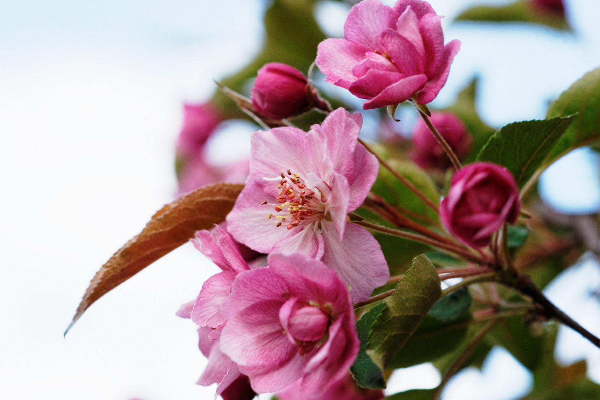 Sony Alpha DSLR-A900 + Sony 100mm F2.8 Macro sample photo. Springtime photography