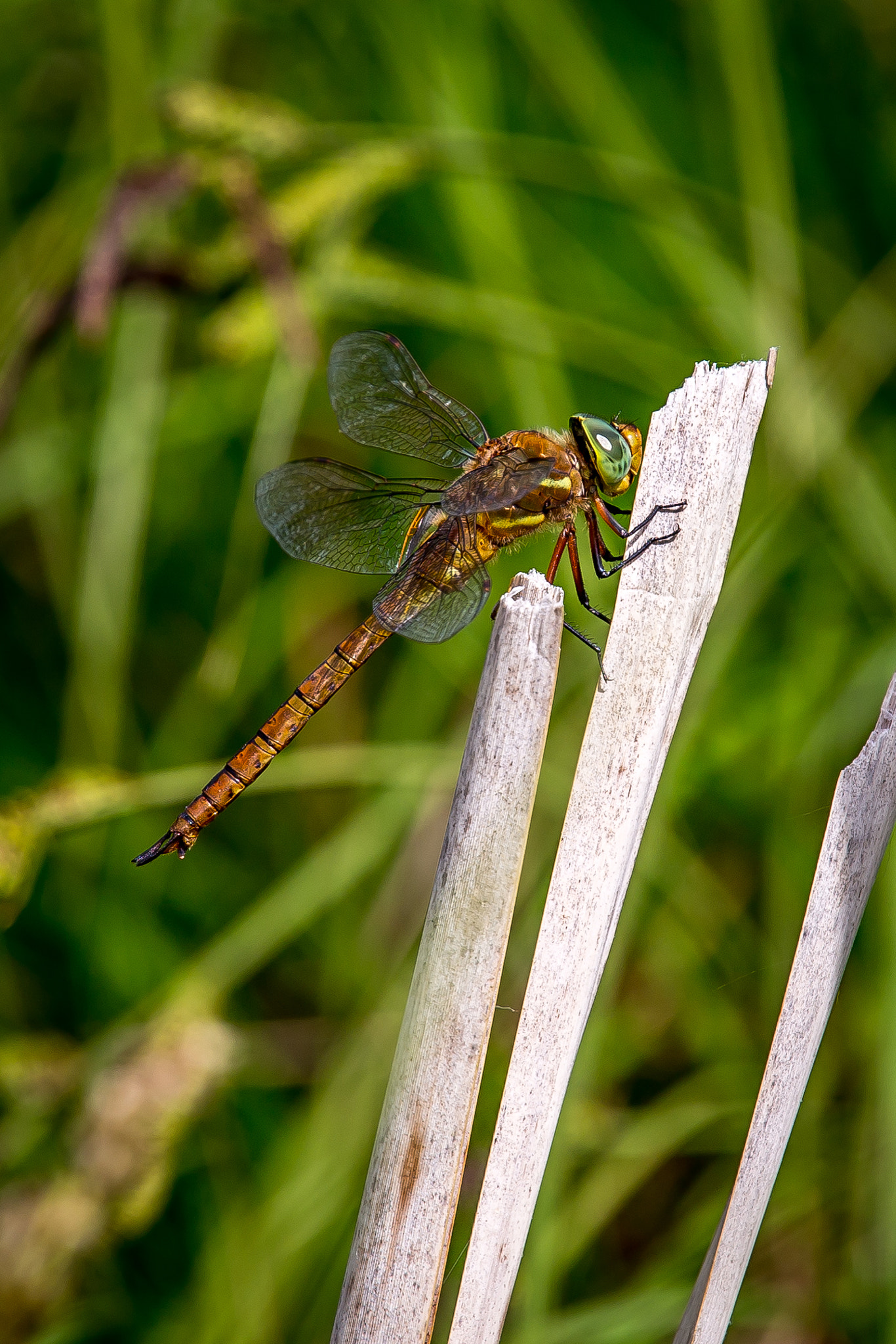 Canon EF 70-200mm F4L IS USM sample photo. Dragonfly 3 photography