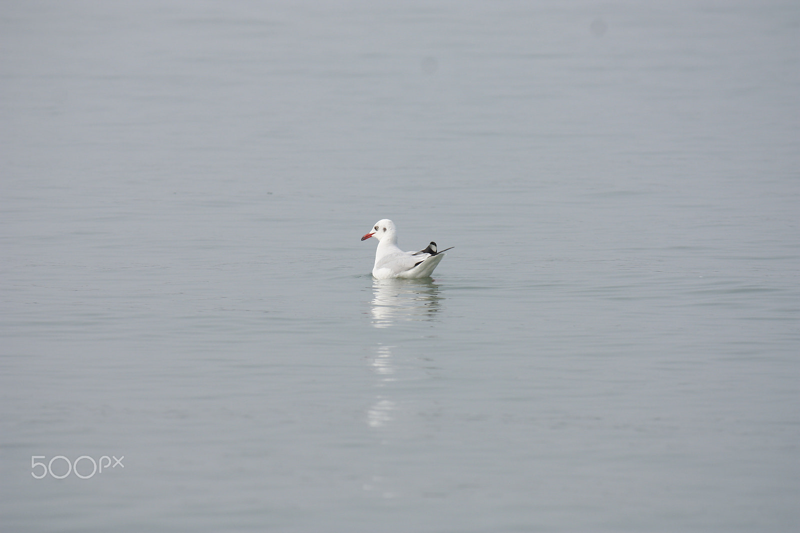 Canon EOS 450D (EOS Rebel XSi / EOS Kiss X2) sample photo. Chilika lake - moving alone photography