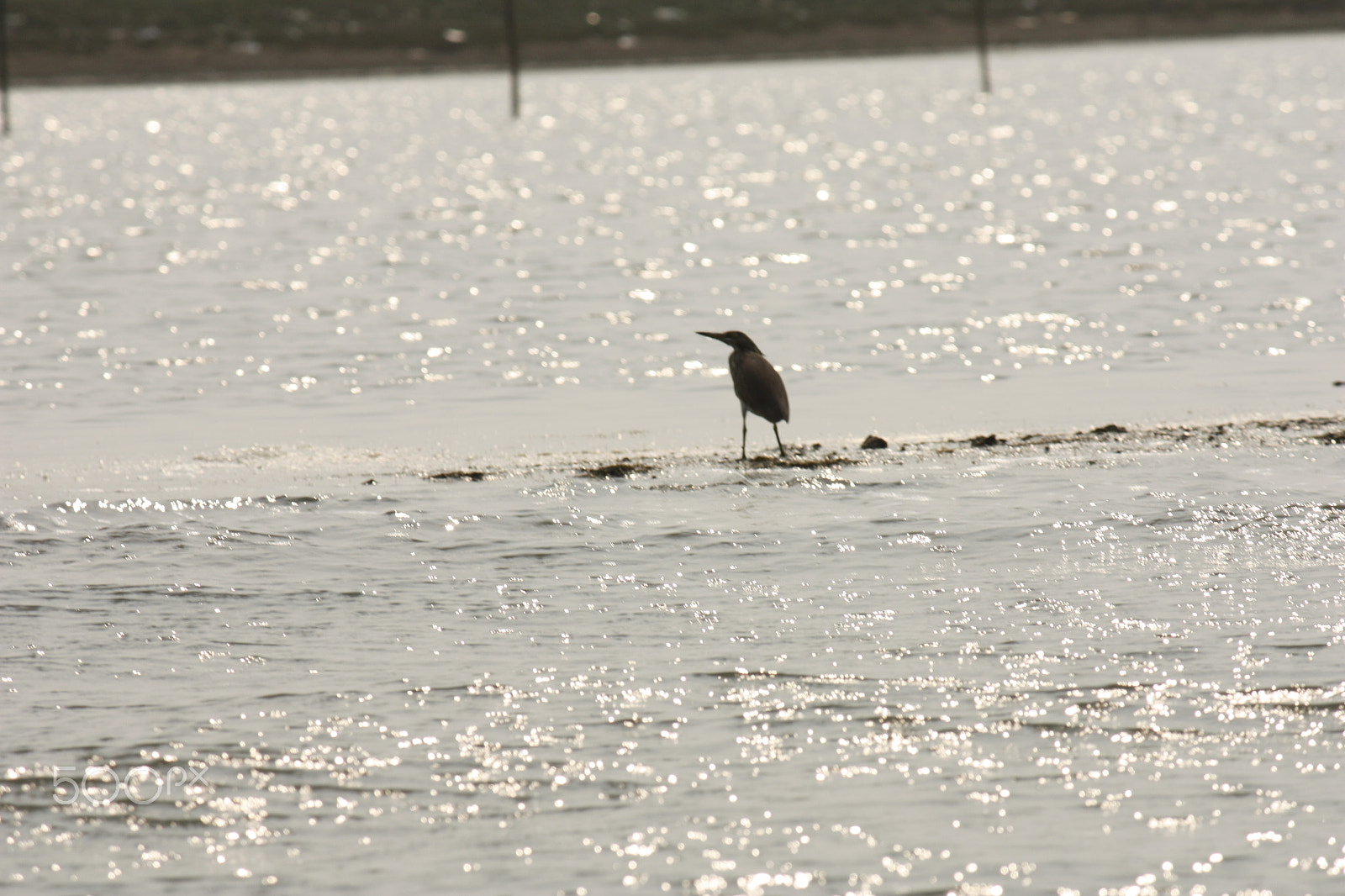 Canon EOS 450D (EOS Rebel XSi / EOS Kiss X2) sample photo. The magic of sun and water at chilika lake photography