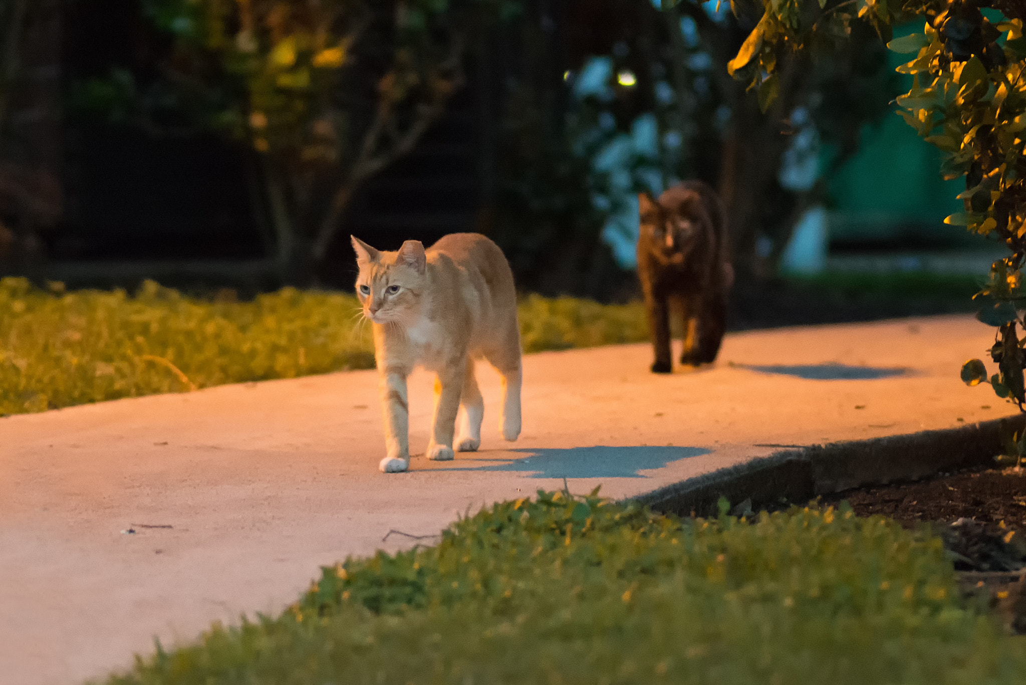 Nikon D800E + Nikon AF Nikkor 180mm F2.8D ED-IF sample photo. Street cats photography