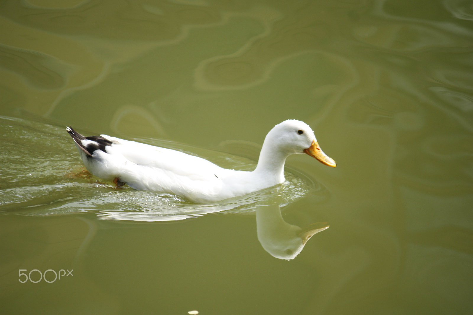 Canon EOS 450D (EOS Rebel XSi / EOS Kiss X2) sample photo. The dark grey color of water adds to the beauty of white duck photography
